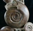 Large Lytoceras Ammonite Sculpture - Tall #7989-6